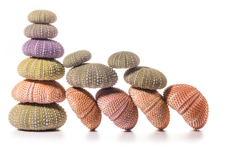 Sea Hedgehog shells  isolated on whiteの写真素材