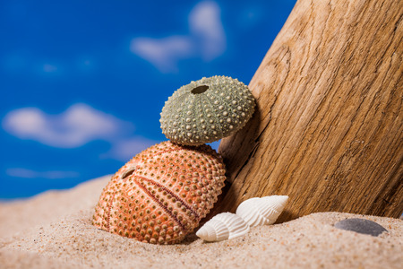 Sea Hedgehog shells  on sand and blue sky Background