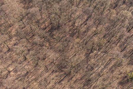 aerial view of spring time forest in Poland