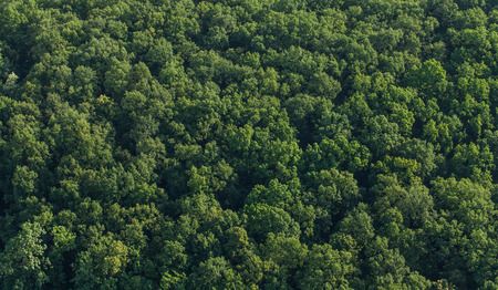 aerial view of the forest in Polandの写真素材