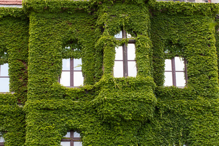 Wall of a  Wroclaw museum building  covered with ivyのeditorial素材