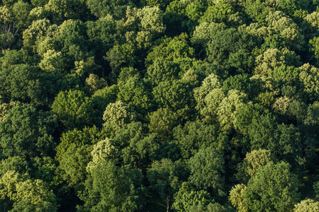 aerial view of the forest in Polandの写真素材