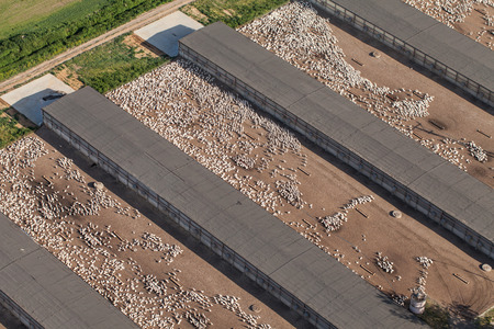 aerial view of a  white domestic geese  farmの写真素材