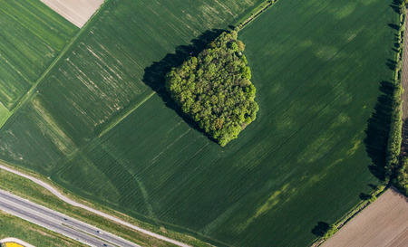 aerial view of a green harvest fields in Poland