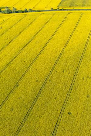 aerial view of yellow harvest fields  in Polandの写真素材