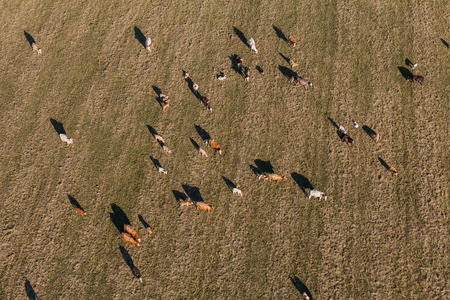 aerial view of herd of cows at summer green field in Polandの写真素材