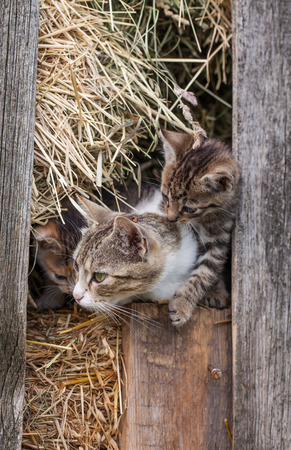 little kitten in the old barnの写真素材