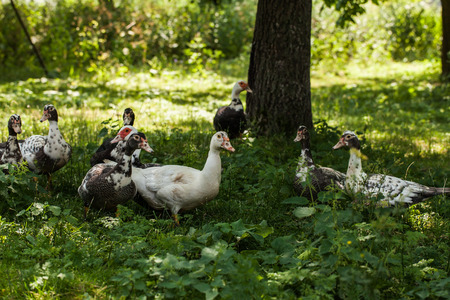 village farm ducksの写真素材