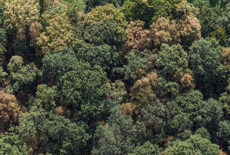 aerial view of the forest in Poland