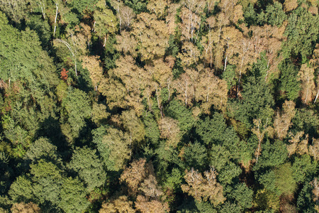 aerial view of the forest in Poland