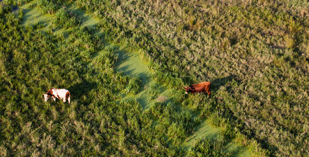 aerial view of herd of cows at summer green field in Polandの写真素材