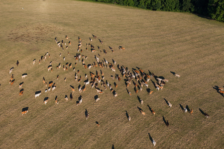aerial view of herd of cows at summer green field in Polandの写真素材