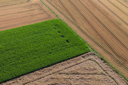 aerial view of green harvest field in Poland