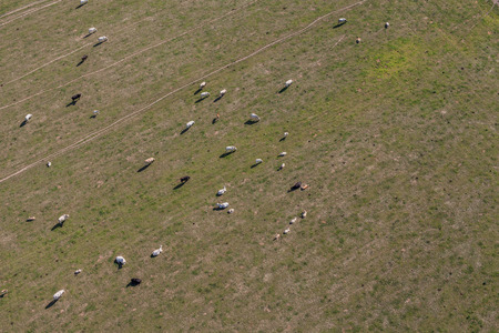 aerial view of herd of cows at summer green field in Polandの写真素材