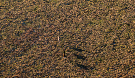 deers running on the field on winter time in Polandの写真素材