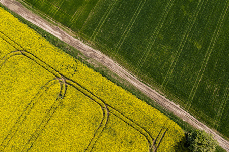 aerial view of  the yellow harvest fields in Polandの写真素材