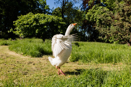 White geese in summer parkの写真素材