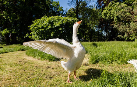 White geese in summer parkの写真素材