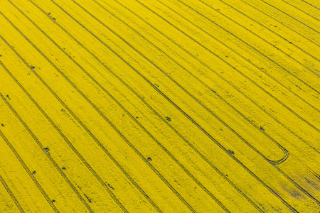 aerial view of the yellow harvest fields in Polandの写真素材