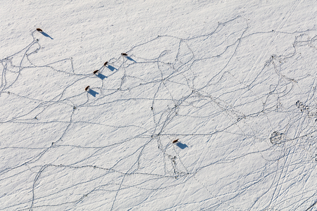 aerial view of cows on the fieldの写真素材