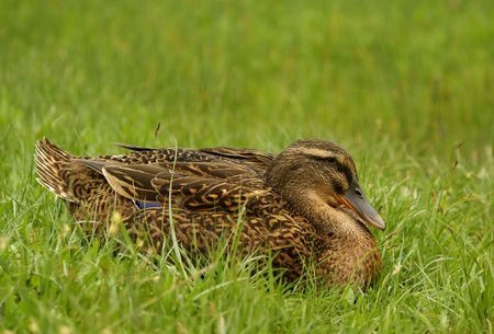 clos up shot of wild female duck in green grassの写真素材