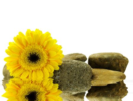 wet yellow gerber daisy on the stones with reflection over whiteの写真素材