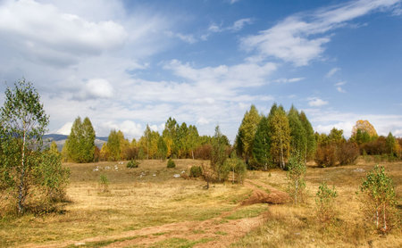 rural landscape with old road in the forestの写真素材