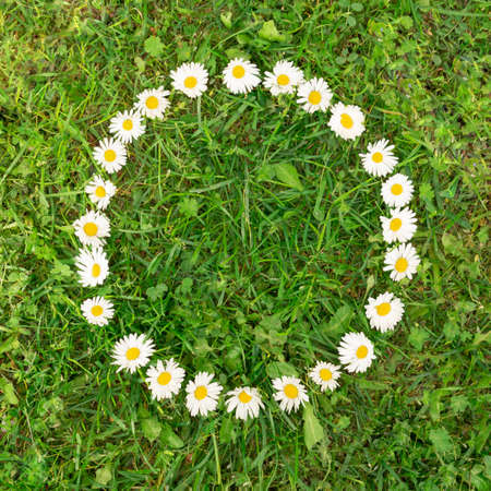 daisies making a round copy space on a green fresh grass.nature conceptの写真素材