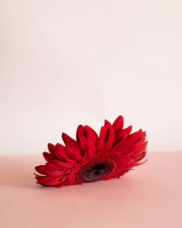 red flower on a soft pink background in a strange position.aesthetic art designの写真素材