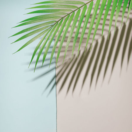 green palm brunch on a sandy summer background with blue sea by side.shadow concept design on a...