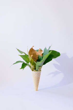autumn leaves green and gold yellow making arrangement in a ice cream cone.white background with shadow.autumn and summer end designの写真素材