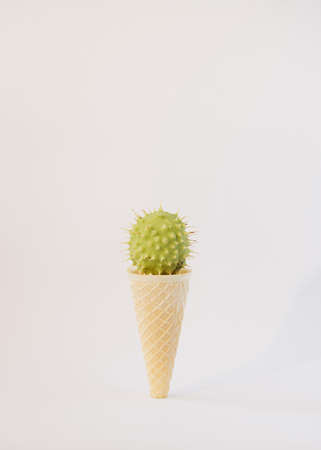 chestnut green with thorns in ice cream cone.white background end of summer idea.autumn designの写真素材