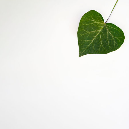 Green leaf heart design on a milky white background. Valentine aesthetic copy space idea.Spring flat...