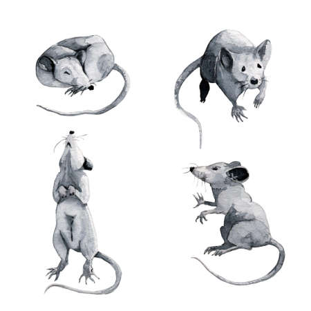 Watercolor illustration with gray mice. Hand-drawn backdrop for the postcards, invitations or packaging design.の写真素材