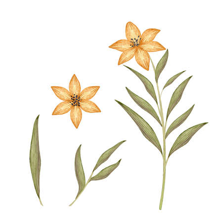 Watercolor vintage flowers set.の写真素材