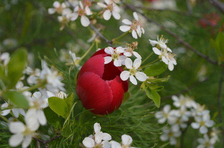 spring background with red and white flowersの写真素材