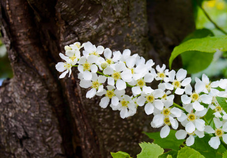 beautiful white flowers on a wooden backgroundの写真素材