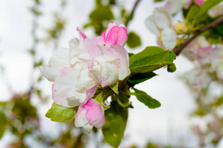 flowering branch of Apple with bee macroの写真素材