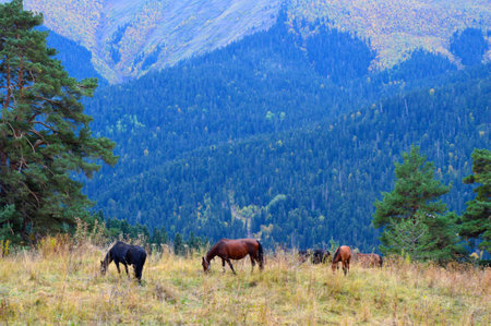 Horses grazing in mountains of Caucasusの写真素材