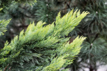 juniper branch with new needles, dark mood photoの写真素材