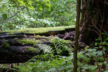 Forest landscape. a fallen tree overgrown with moss in a green forestの写真素材