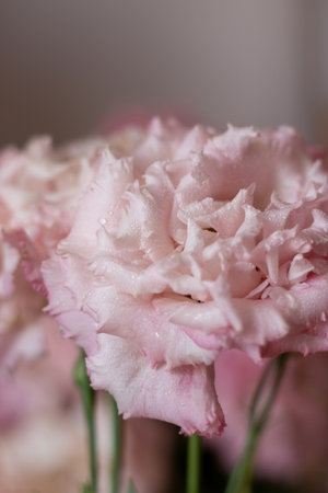 eustoma flower with water drops on petals close upの写真素材