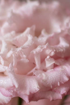 eustoma flower with water drops on petals close upの写真素材