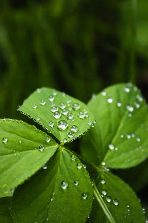 water drops on the plant in soft focus close-upの写真素材