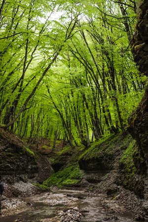 small mountain river in the forestの写真素材