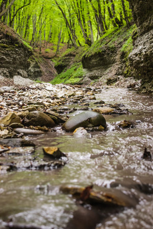 small mountain river in the forest