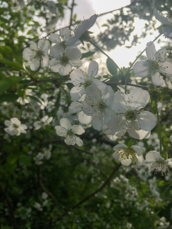 Blooming wisteria. Purple inflorescences hang down from the branches, Background. copy space
