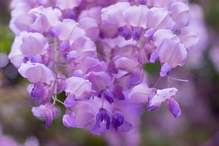 Blooming wisteria. Purple inflorescences hang down from the branches, Background. copy space