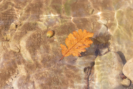 Oak yellow leaf on the water. Background. Water glare