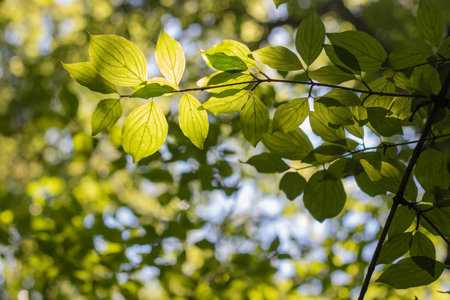 A branch with green leaves on a blue sky background. Close-up.の写真素材